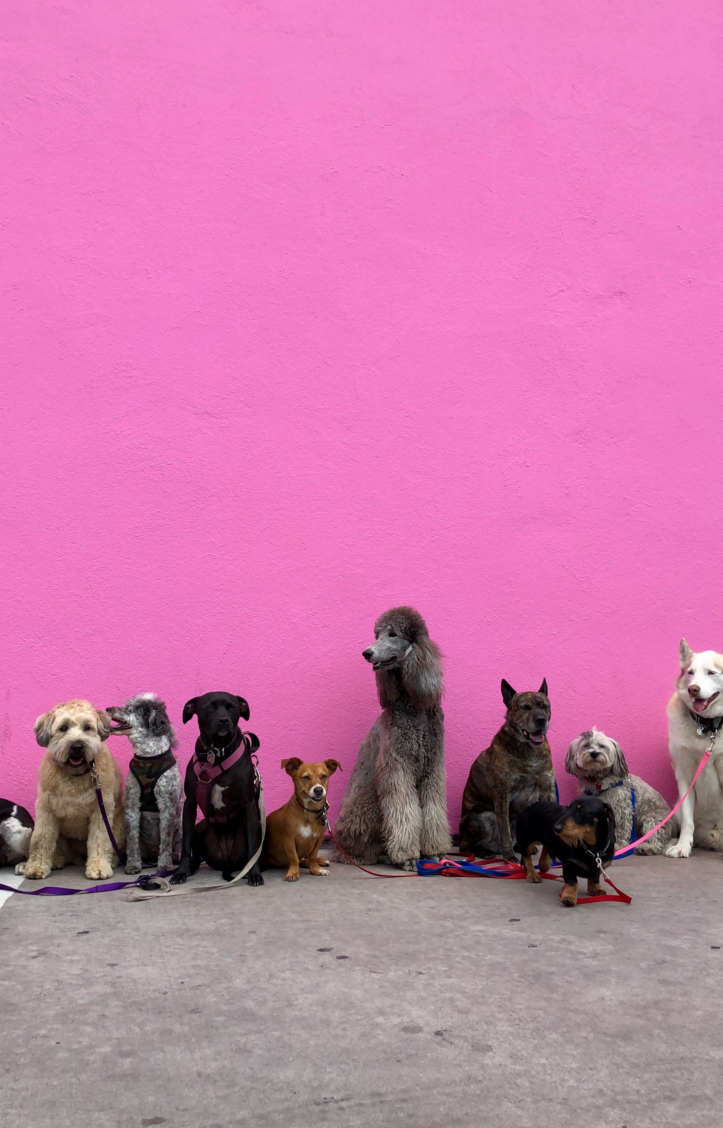 All Dog Breeds
