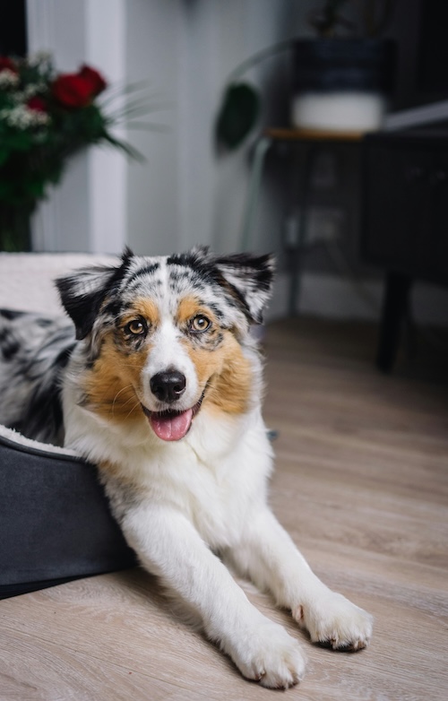 Australian Shepherd