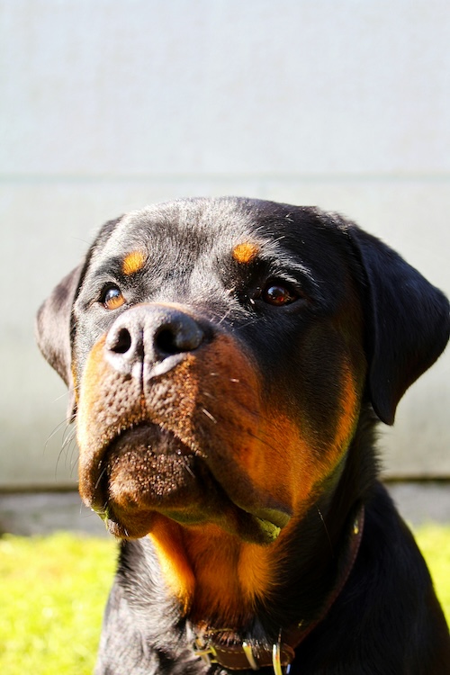 Boxer