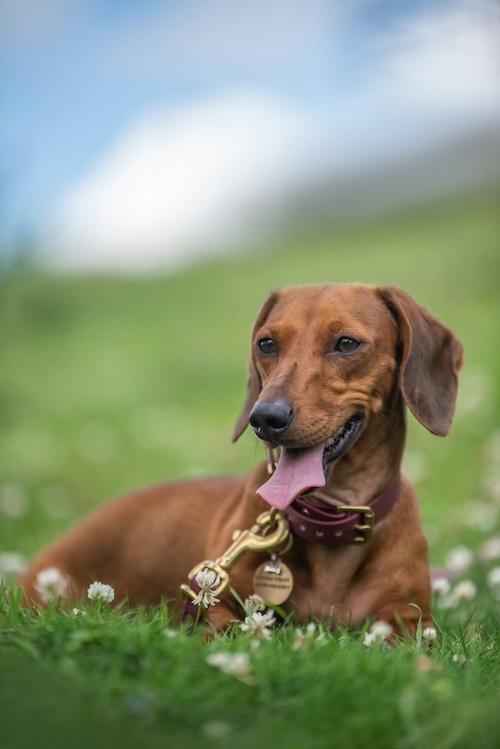 Dachshund