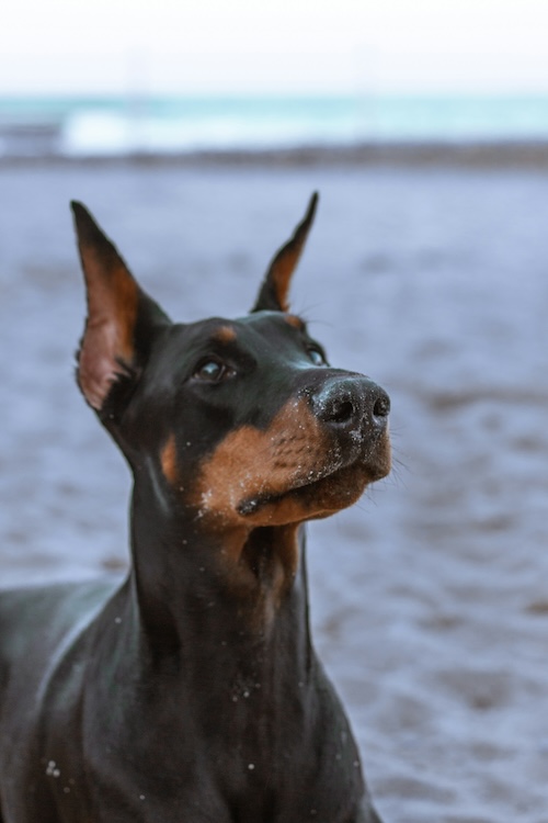 Doberman Pinscher