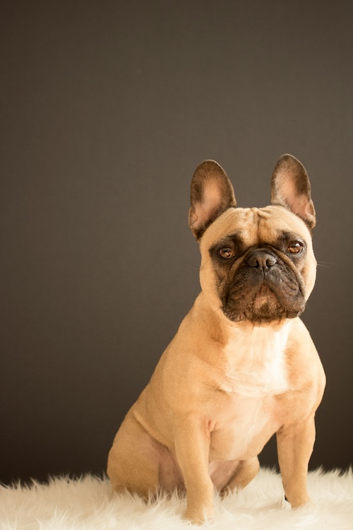 French Bulldog