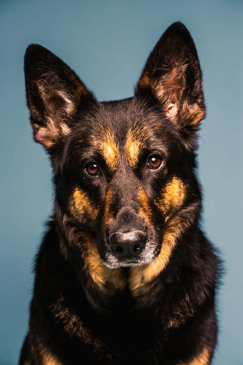 German Shepherd