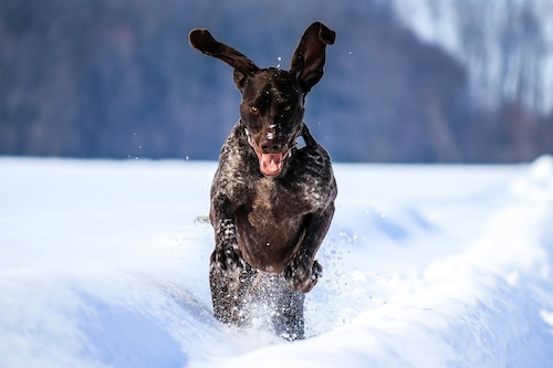 German Shorthaired Pointer