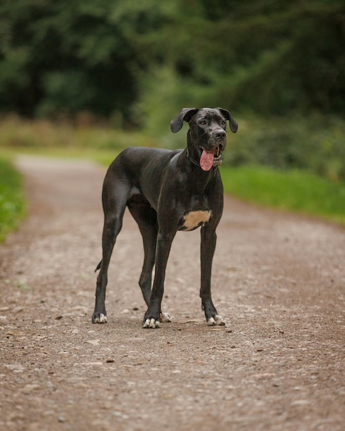 Great Dane