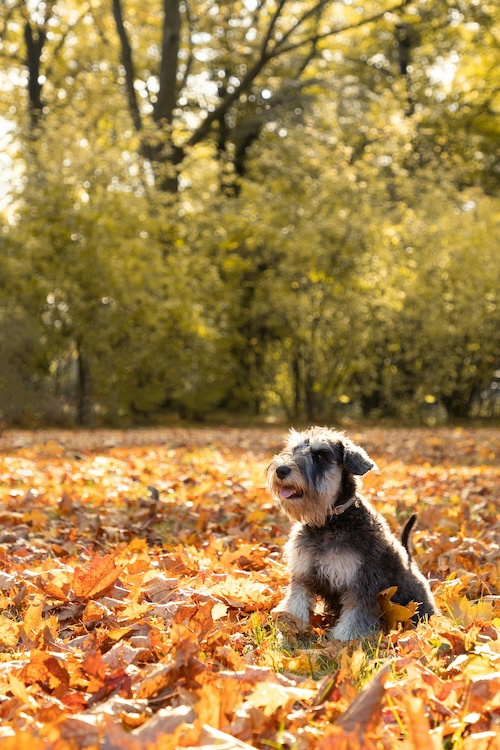 Miniature Schnauzer