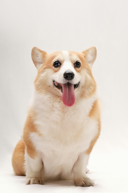 Pembroke Welsh Corgi
