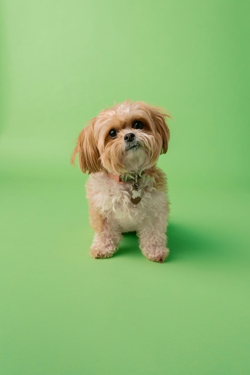 Shih Tzu