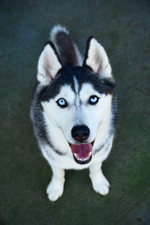 Siberian Husky